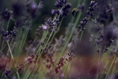 Close-up of purple flowering plants on field