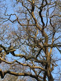 Low angle view of tree against clear sky