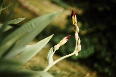 Close-up of flowering plant