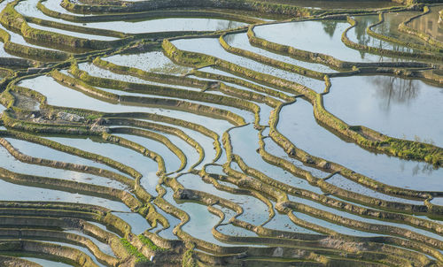 High angle view of rice paddy