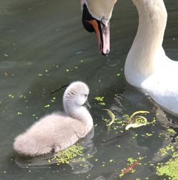 High angle view of swan swimming in lake