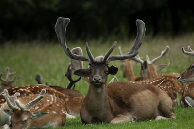 Deer in a field