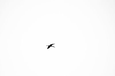 Low angle view of silhouette bird flying in sky