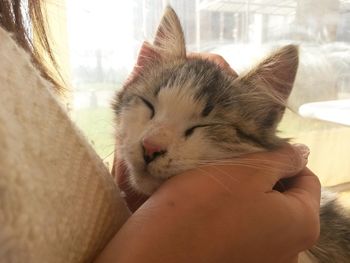 Close-up of hand feeding cat