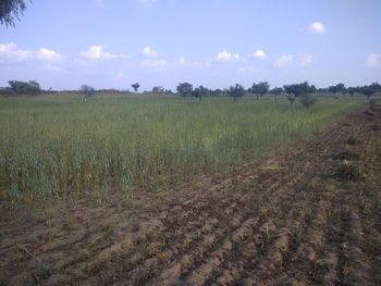 Scenic view of field against sky