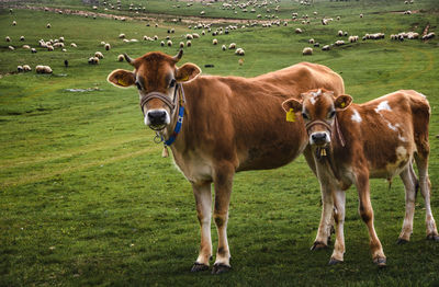 Cows standing in field