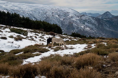 Horse standing on snow field against sky