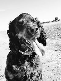 Close-up of a dog looking away