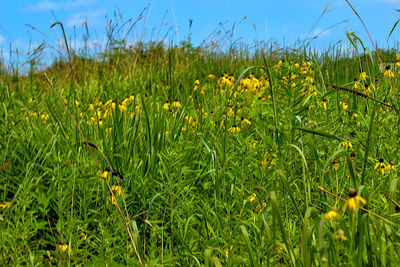 Plants growing on field against cloudy sky