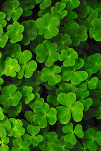 Full frame shot of plants