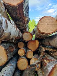 Close-up of logs