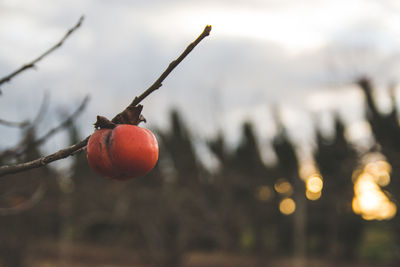 Close-up of persimmon on tree