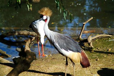 Bird in water