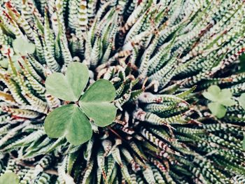 Close-up of succulent plant