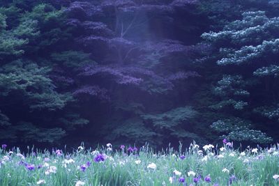 Purple flowers blooming in field