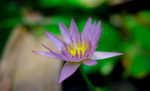 Close-up of purple water lily