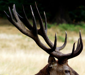 Close-up of deer on field