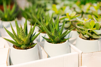 Beautiful cactus or succulents in white pots stand in store. this plant has