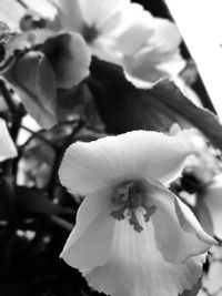 Close-up of white flowering plant