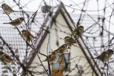 Low angle view of bird perching on branch