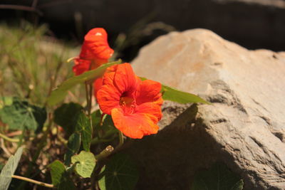 Close-up of red flower blooming outdoors