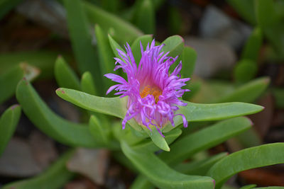 Close-up of purple flowers blooming outdoors