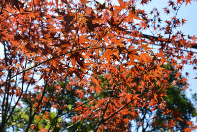 Low angle view of autumnal tree against sky