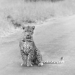Leopard sitting on road