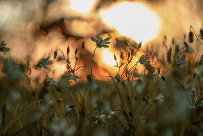 Close-up of yellow flowering plants on field during sunset