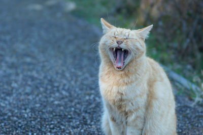 Close-up of cat yawning