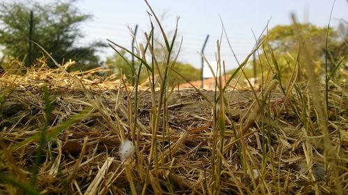 Close-up of grass on field against sky