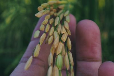 Close-up of hand holding leaf