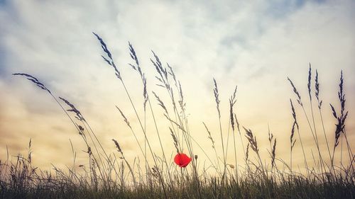 Plants growing on field against sky