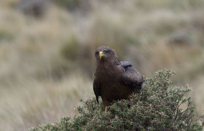 Bird perching on rock