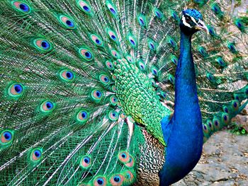 Close-up of peacock