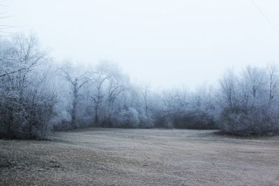 Bare trees on snow covered land