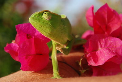 Close-up of insect on pink flower