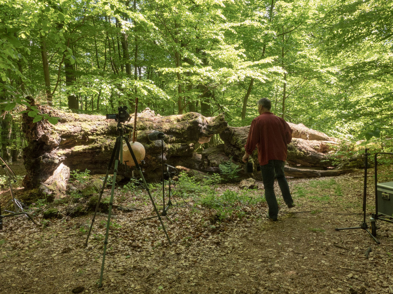 full length, standing, one person, tree, nature, real people, day, forest, outdoors, one man only, only men, men, adults only, adult, people, mammal