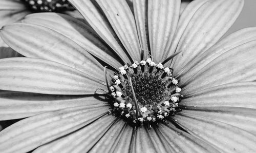 Close-up of a flower