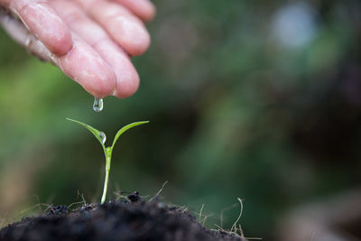 Close-up of person watering seedling