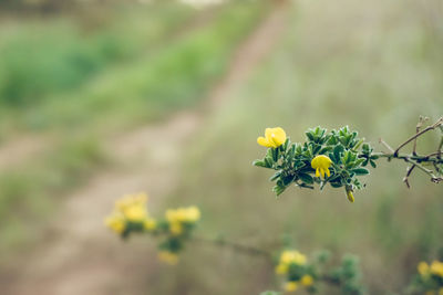 Close-up of yellow flowering plant on field