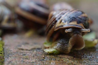 Close-up of snail