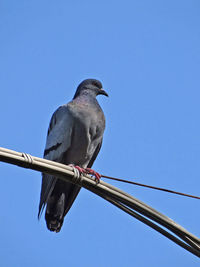 Low angle view of bird perching against clear blue sky