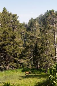 Trees in a forest