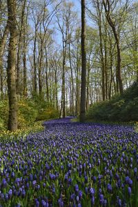 View of purple flowering plants on field