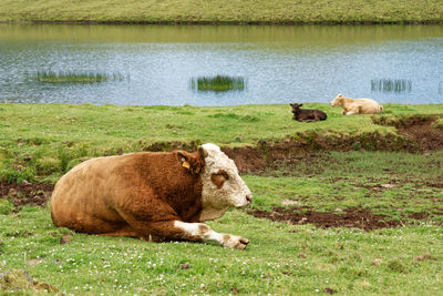 Sheep relaxing in a lake