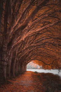Scenic view of road at a lake amidst trees