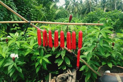 Plant growing on tree