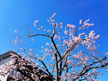 Low angle view of tree against clear sky