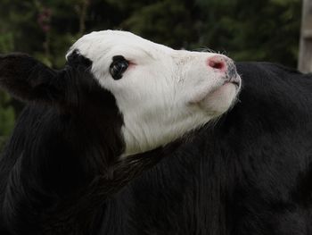 Close-up of a cow looking away